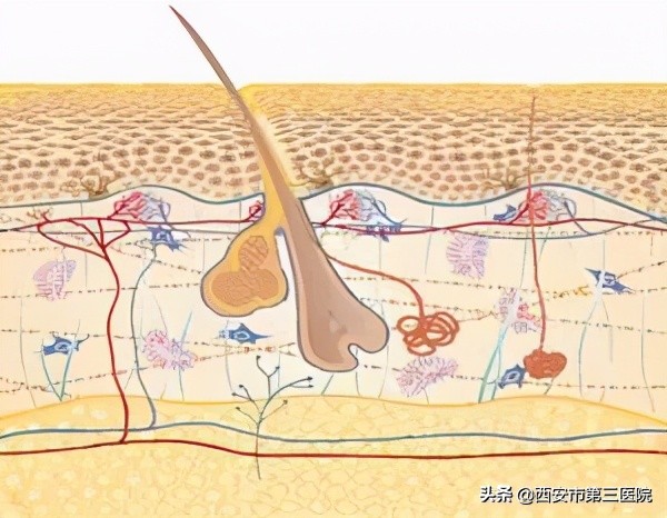 零毛孔肌的护肤方法,零毛孔水光肌养成方法