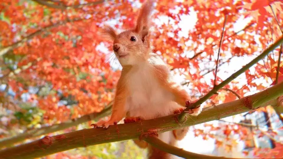 雪地松鼠的养殖技术,雪地松鼠饲养