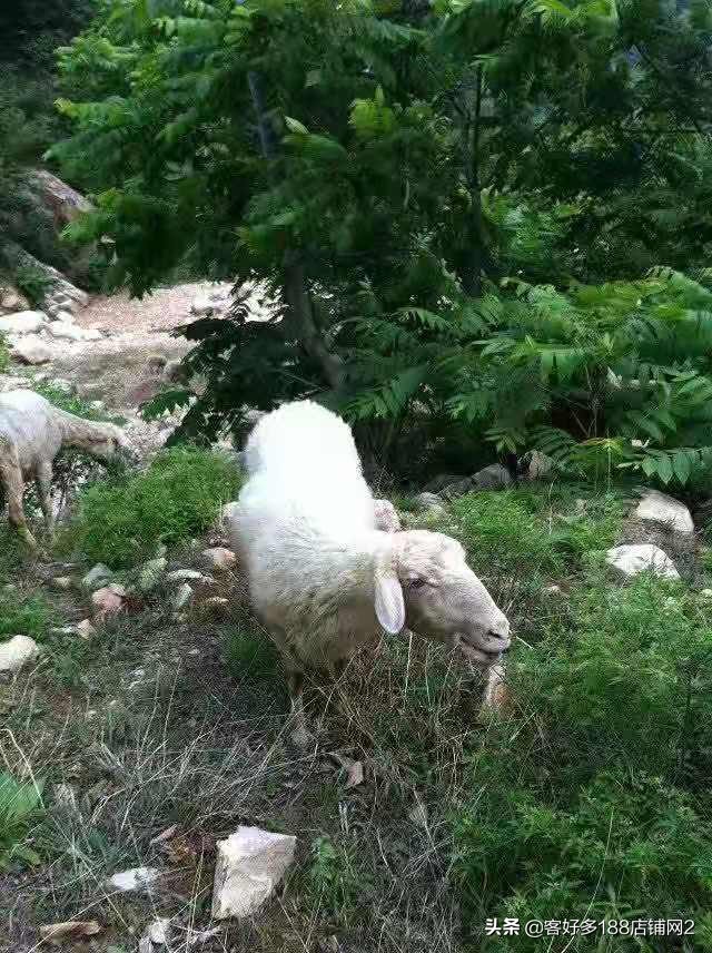 蓟县八仙山梨园春农家院电话,蓟县八仙山山里人家农家院
