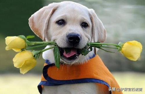 家里有小孩子父母不让养猫怎么办,家长不让在家里养宠物怎么办