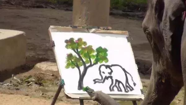 小飞象真实事迹,小飞象哭了全过程