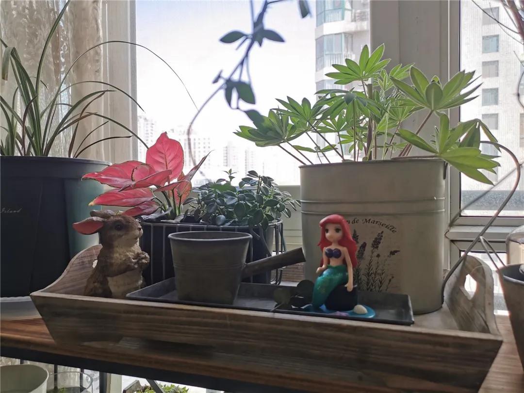 从摆地摊卖花到开实体店,从摆摊卖花到开店