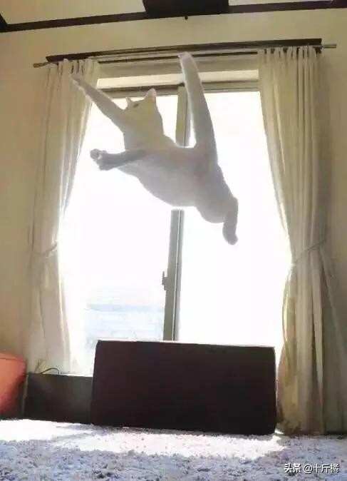 舞痴猫咪：每一个不曾起舞的日子，都是对生命的辜负！