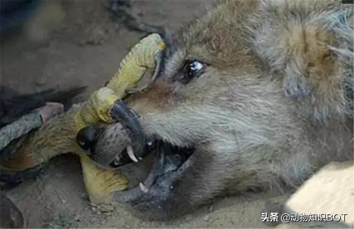 金雕捕食世界第一大鹰,金雕打得过老虎