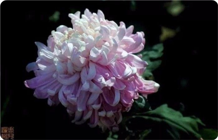 菊花100幅欣赏,菊花的十大绝美诗句