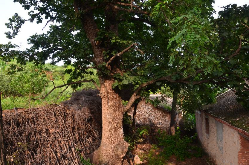 鏁ｆ枃妞版灄婕,娌欑埥鏁ｆ枃