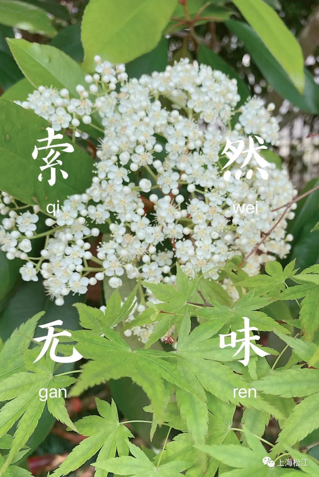 这几天的松江，可真叫人左右为“楠”……