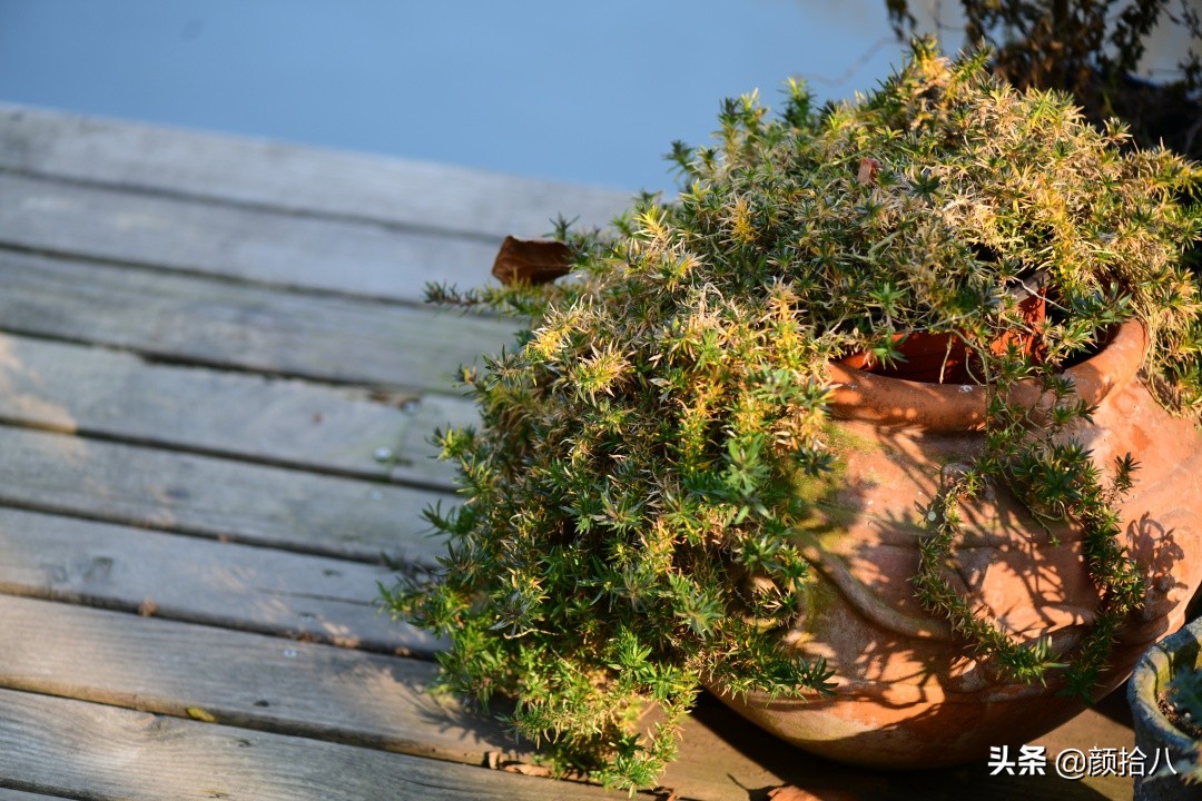 零下9度来袭，花园里的绿色是那么动人|园丁