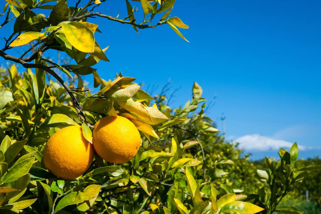 年桔的风水作用,年桔有哪些意义