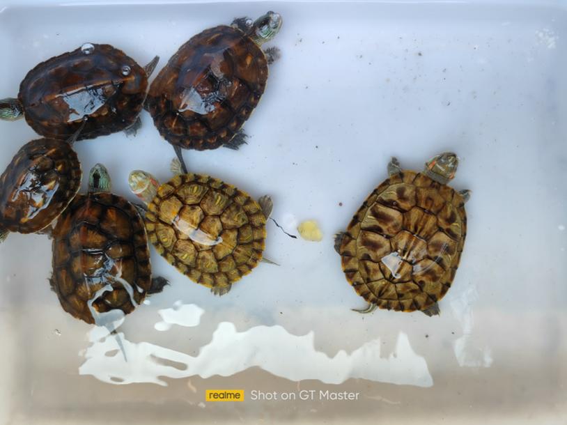 realme真我gt5g骁龙7+评测,骁龙中端神u处理器