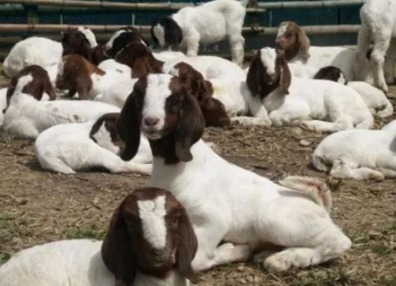 圈养羊冬天吃什么最好,养羊羊一般吃什么