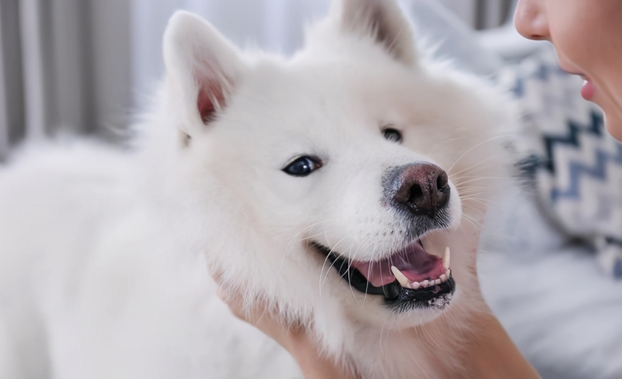 萨摩耶吃什么治泪痕,萨摩耶泪痕什么意思