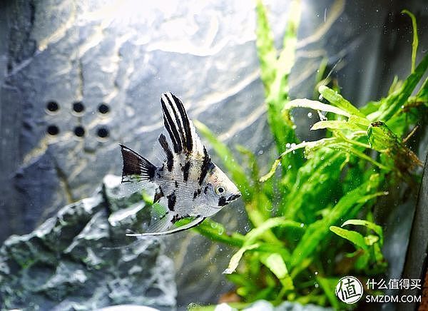 男性实用礼物,东半球最好的产品是什么