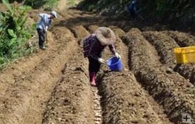 种生姜的最佳时间是什么时候,家庭种植生姜有哪些注意事项