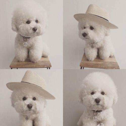 这些有趣的小宠物肯定会让你发笑,那些宠物的爆笑瞬间