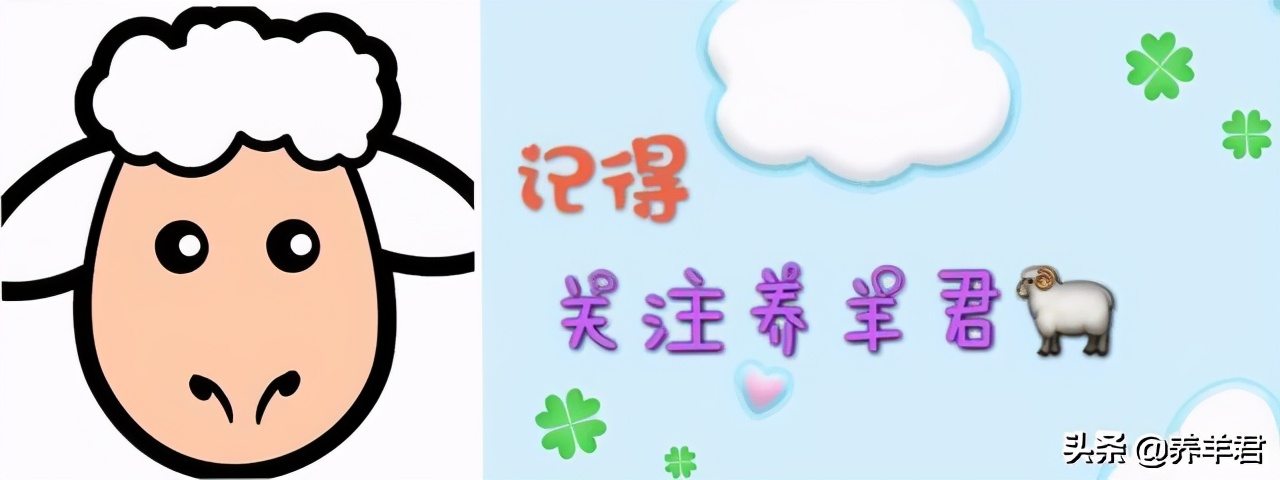 羊巴氏杆菌病传染人吗,羊患有慢性巴氏杆菌病的症状