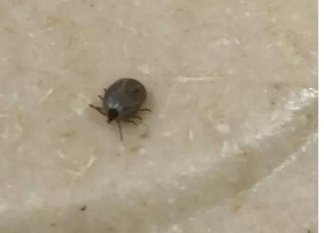 谁是凶手,谁是真正的凶手答案