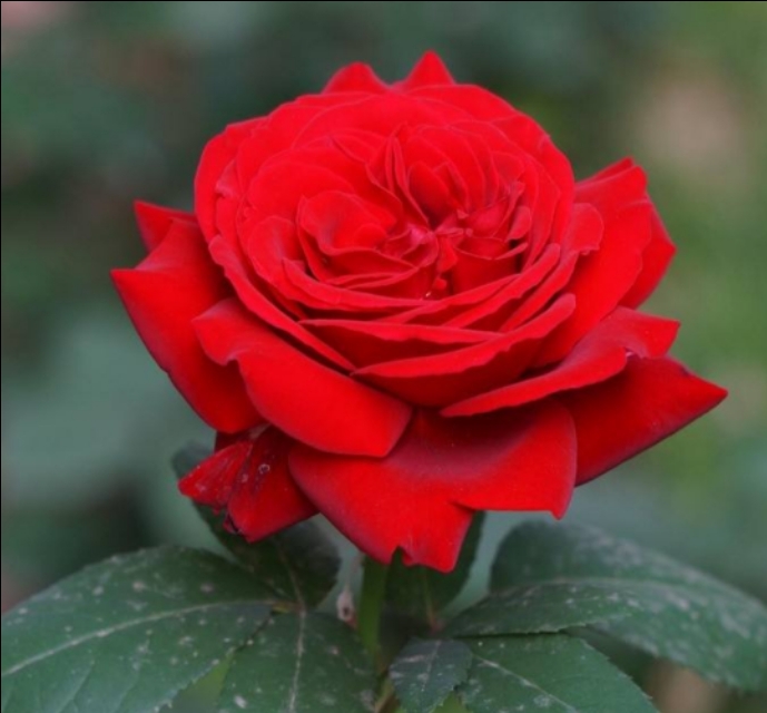 花中皇后月季花视频,小玫瑰月季怎么养护和管理