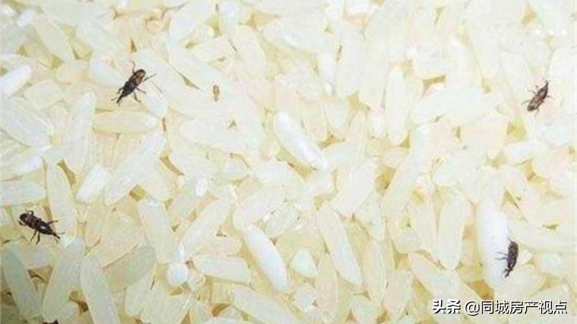 我家屋里有好多小飞虫怎么办,家里的大黑虫是什么