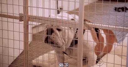 猫狗吃醋打架,吃醋的猫狗