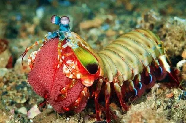 拳王二秒打出12拳,拳王一秒打五拳