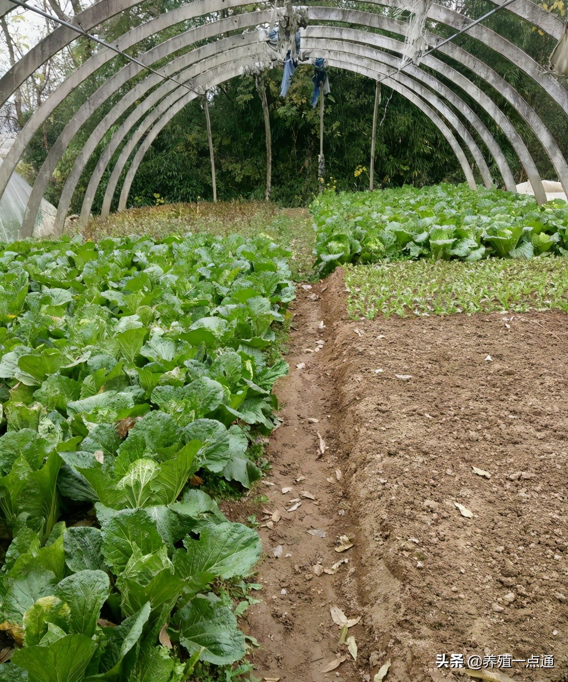 养羊创业代养模式,在农村养羊如何年入百万