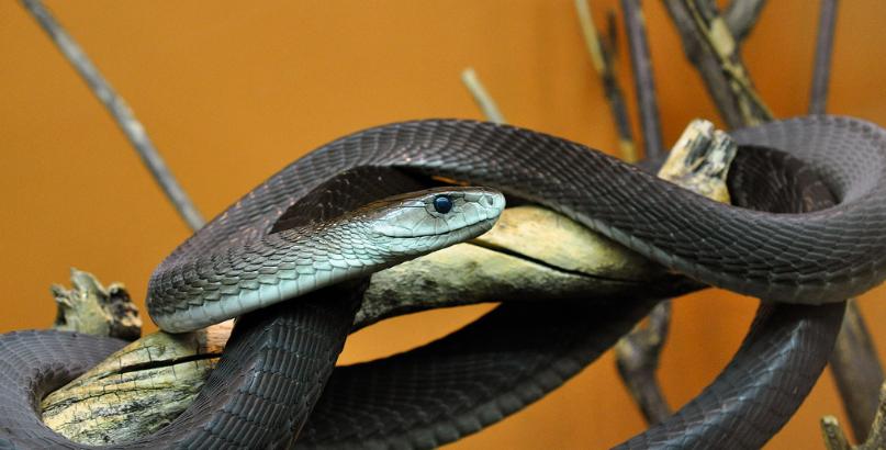 所谓的曼巴精神到底是什么,什么是曼巴精神的最好诠释