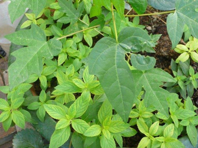 薄荷扦插生根最快方法,薄荷的正确扦插方法图