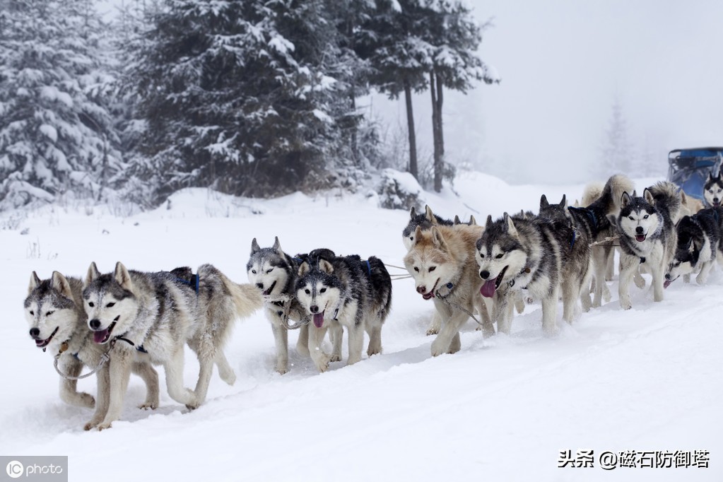 进击的哈士奇：傲立于极地的风之子