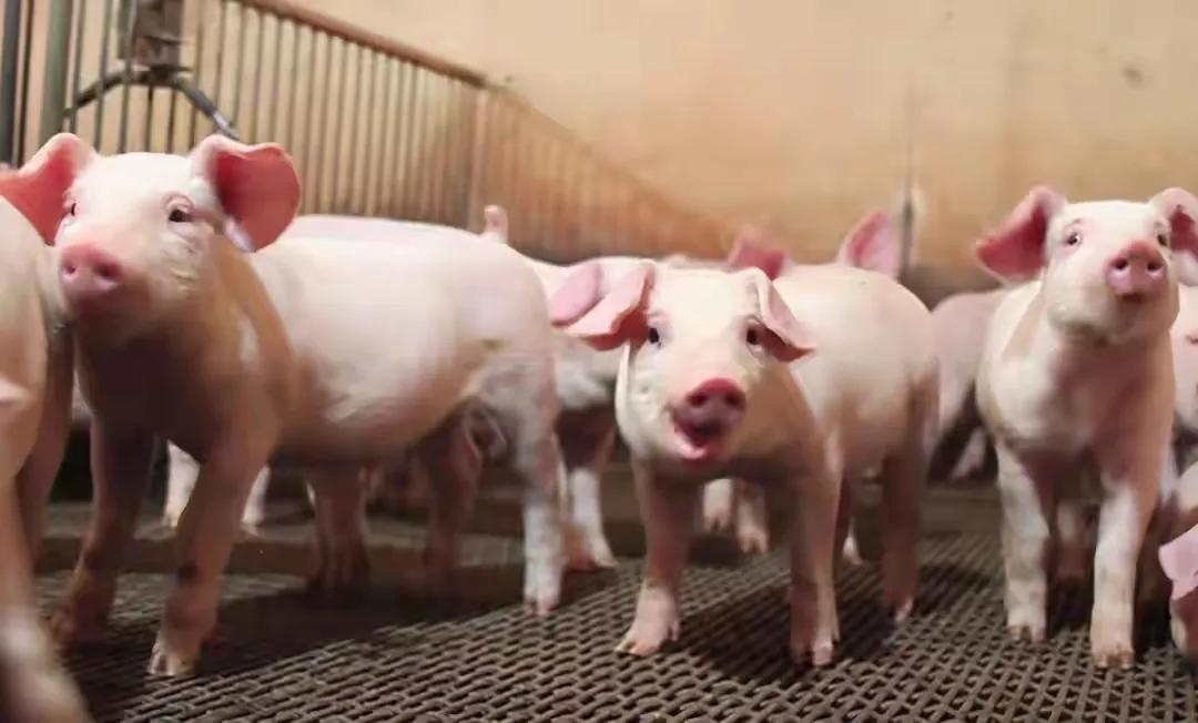 兽药的正确合理配伍治疗效果,兽药配伍经典组方