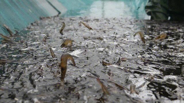 虾滑含虾量90和95区别,虾滑含虾量多吗