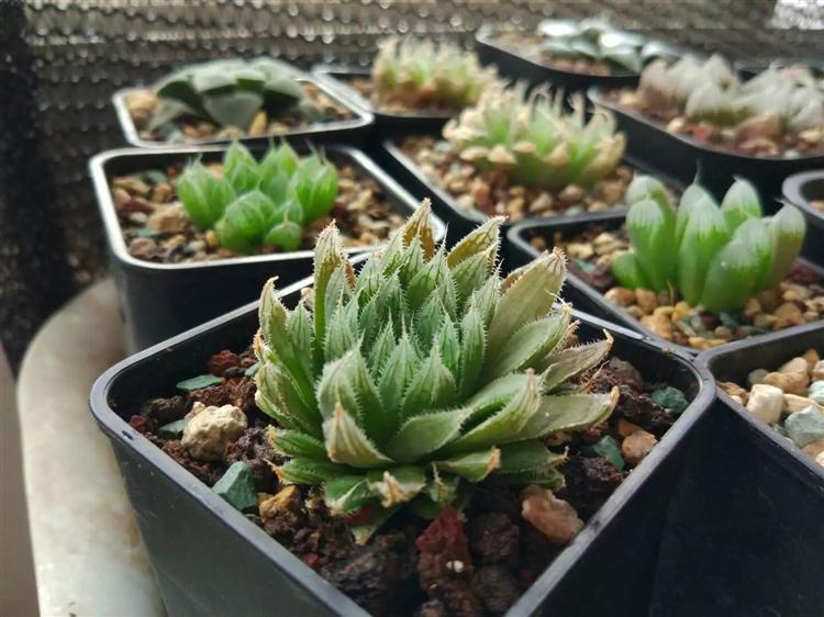 玉露不烂根不徒长,多肉玉露徒长怎么处理