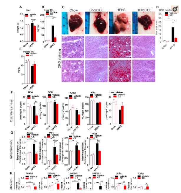 利用宿主分泌的粘蛋白“为食”的Akk菌