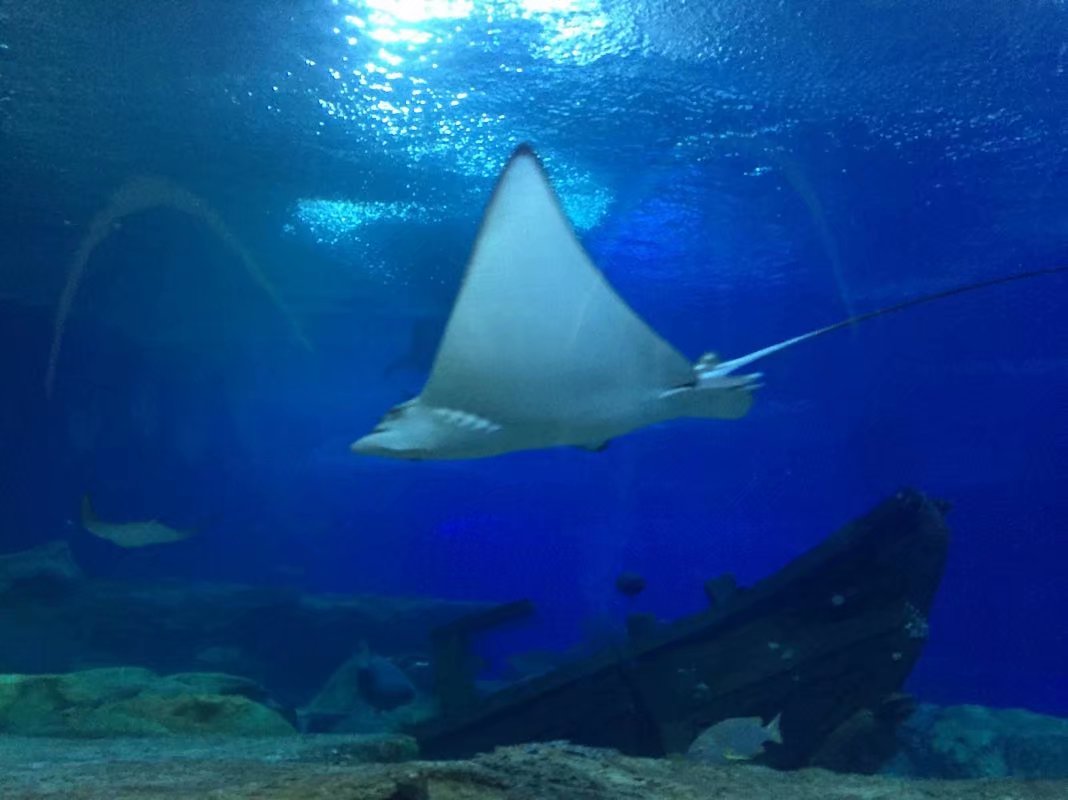 全球最大的长隆海洋公园,沉浸式参观长隆海洋王国