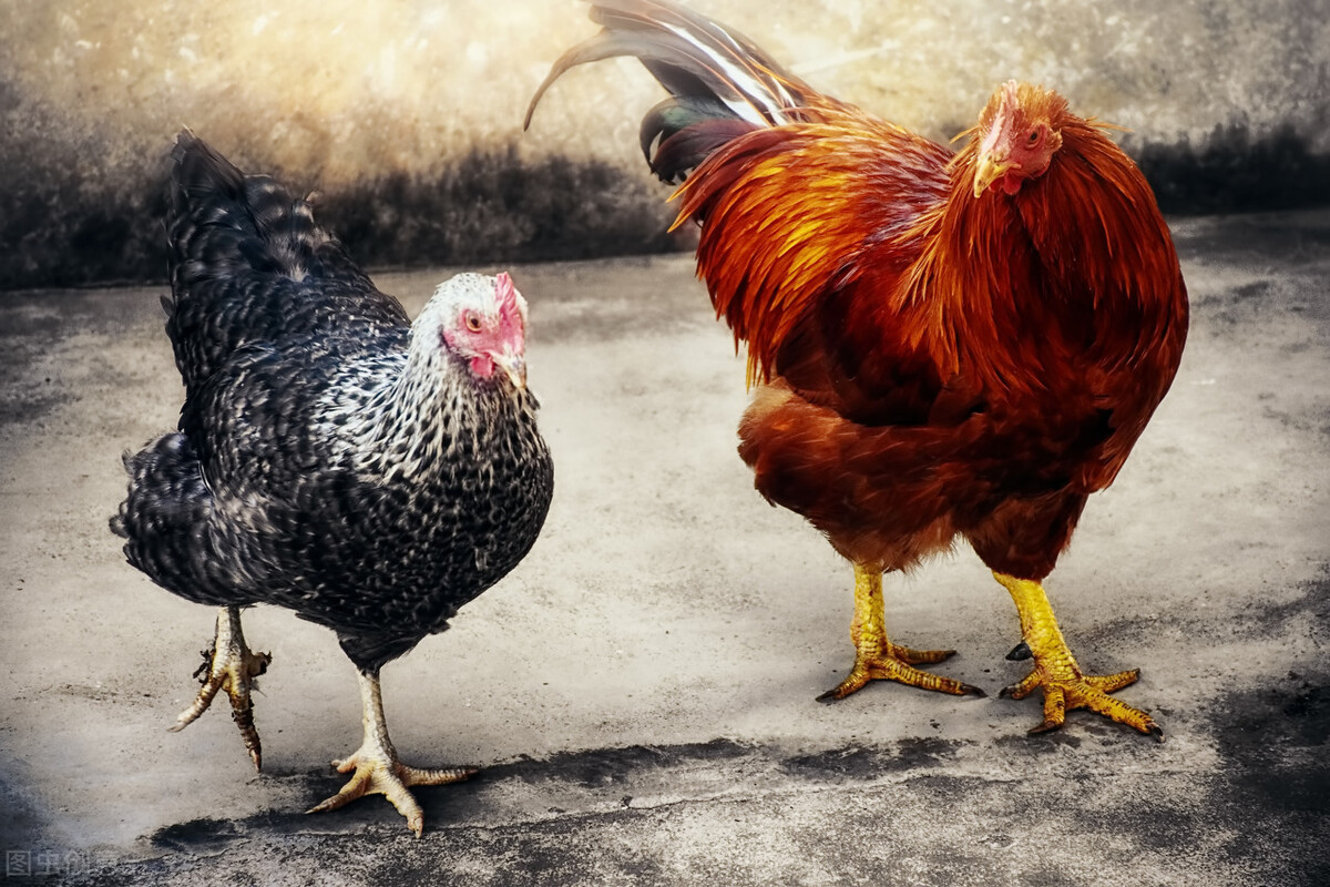 河南正宗老炒鸡,河南摇滚炒鸡做法