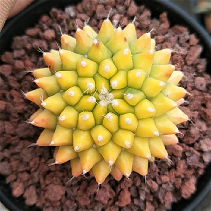 十个仙人球,最新30个仙人球品种