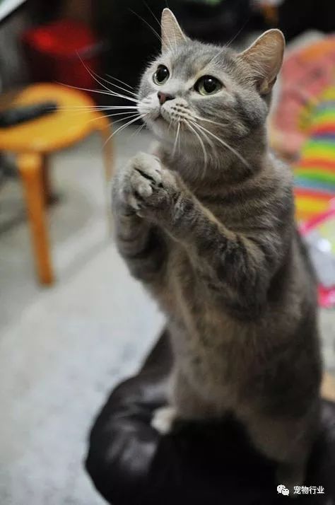 猫头部神经疾病,猫脑神经受损的原因