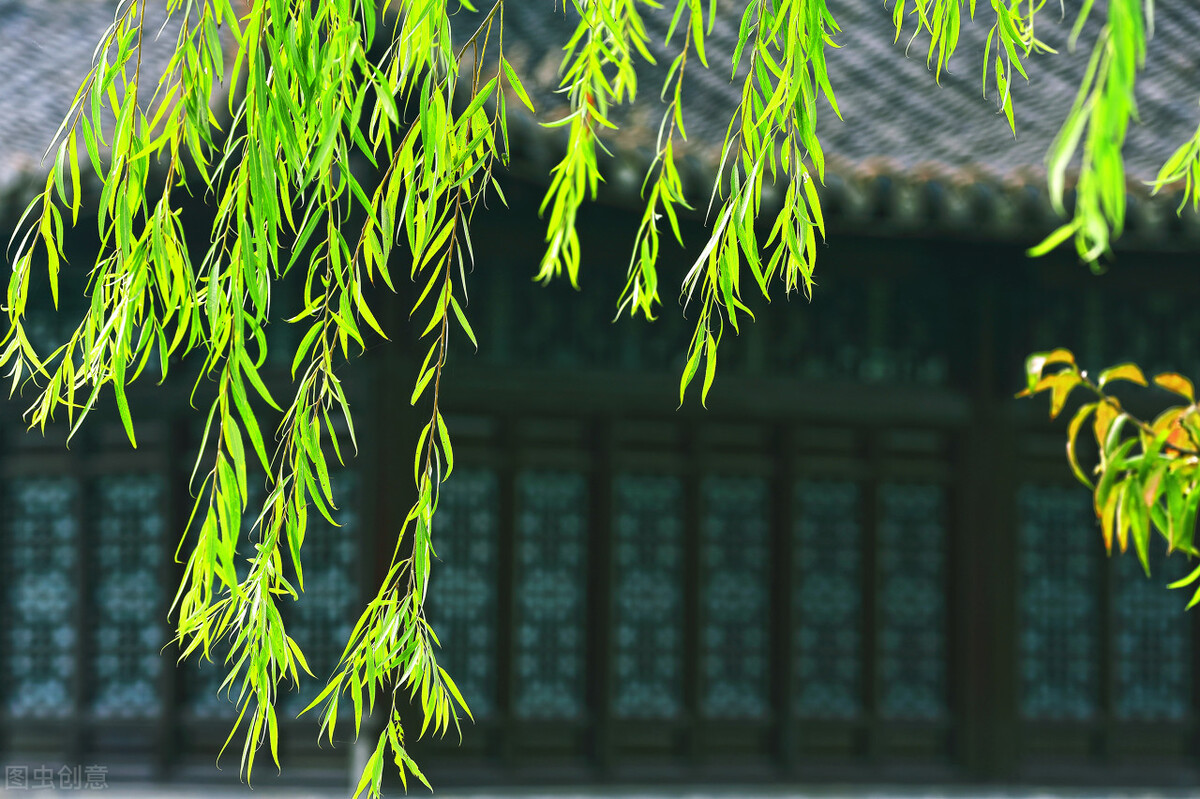 柳树为什么能传递惜别之情,柳树为什么叫杨柳