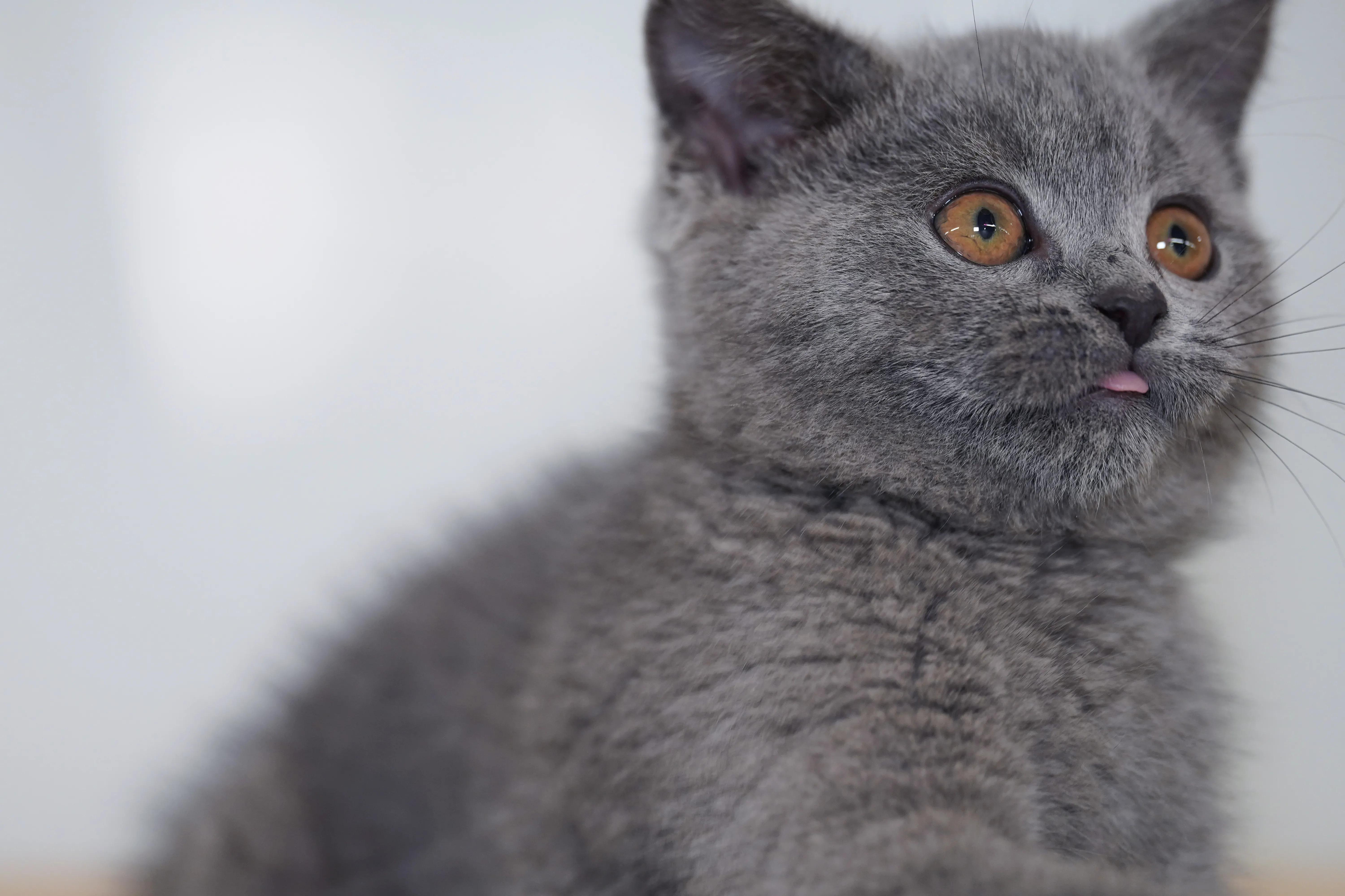 十个冷知识养猫和养狗哪个更麻烦,养猫必知的十条冷知识大全