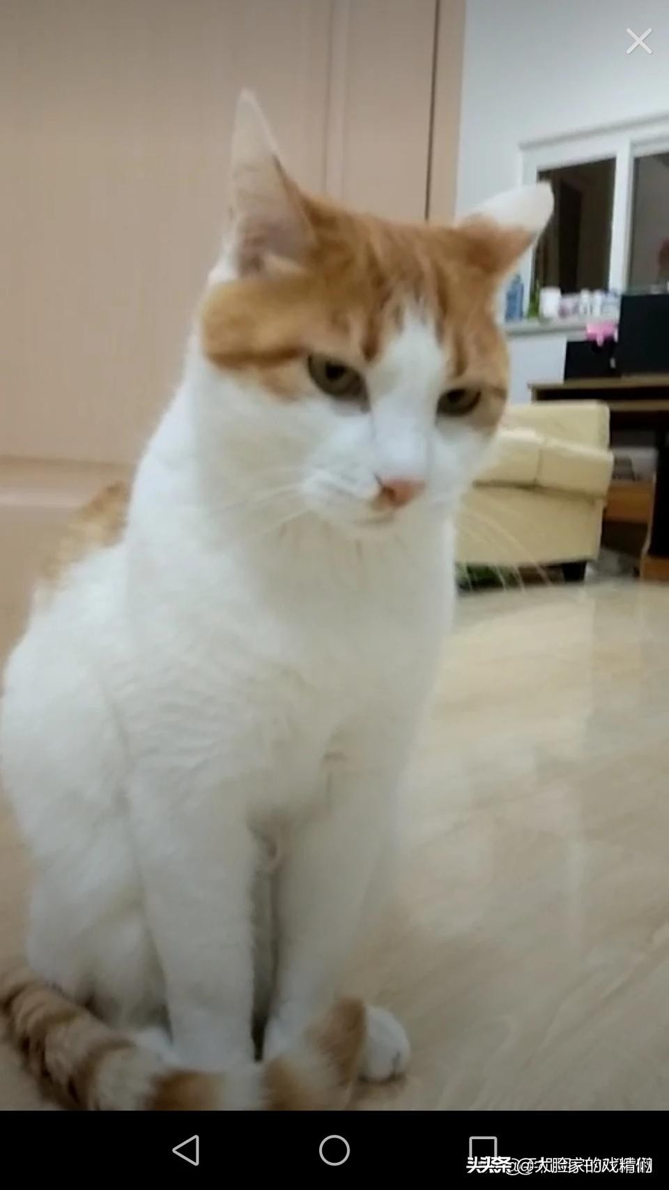 你这样的白橘猫,叫我怎能不爱?