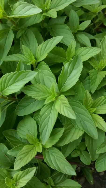 香草花园（1）|享受采摘薄荷和使用新鲜香草来调味乐趣