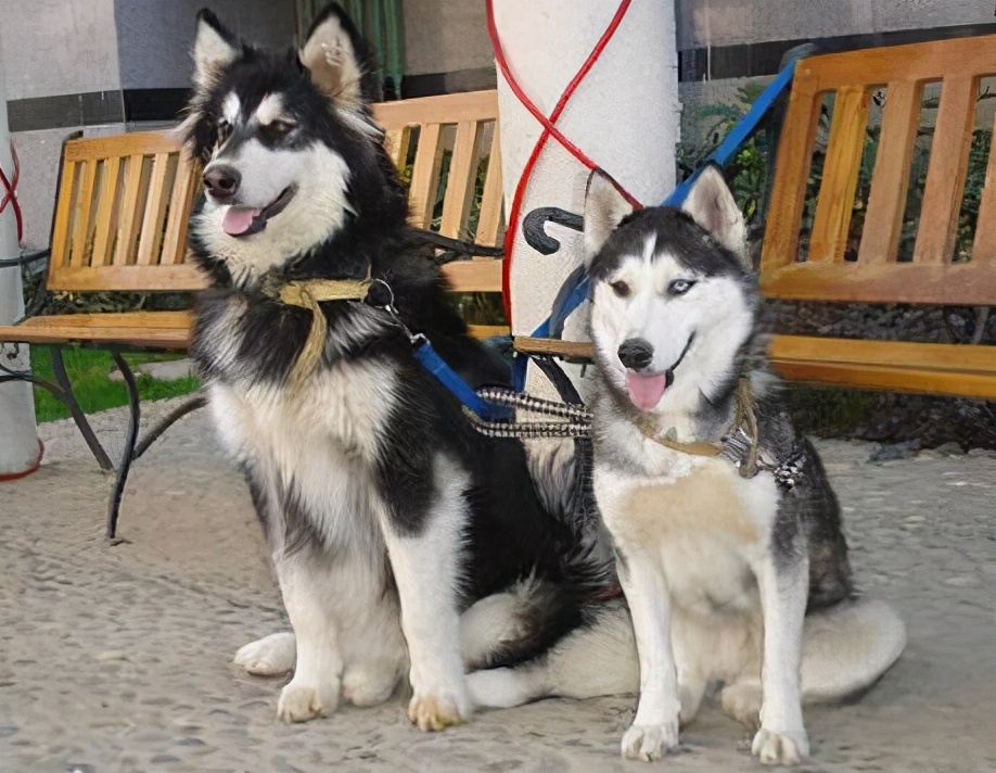 阿拉斯加犬身上有虫子该怎么办,阿拉斯加体内寄生虫怎么驱除