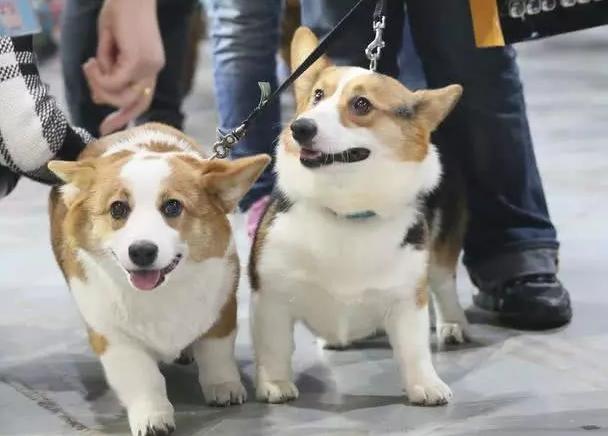 饲养柯基的10个注意事项,饲养柯基的注意事项两个月