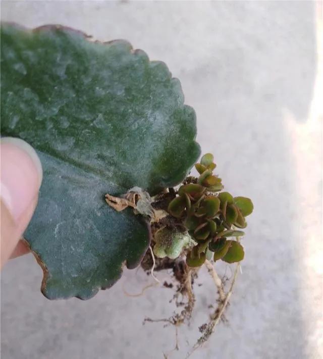 扦插花的养殖方法和技巧,养花扦插有妙招多肉