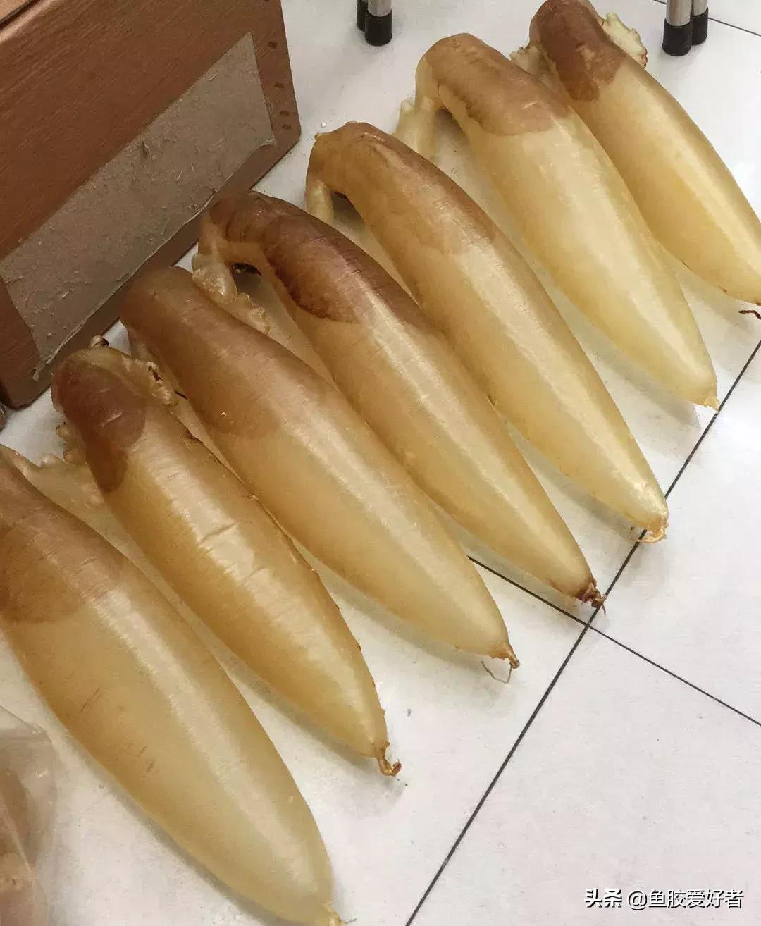 五大顶级鱼胶赤嘴鳘鱼胶,五大赤嘴鱼胶