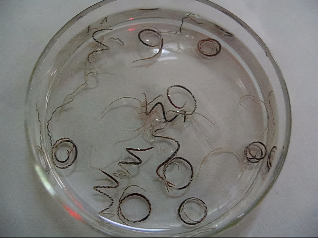 非洲野味入侵全球:在这种巨型蜗牛面前,中国吃货根本拽不起来