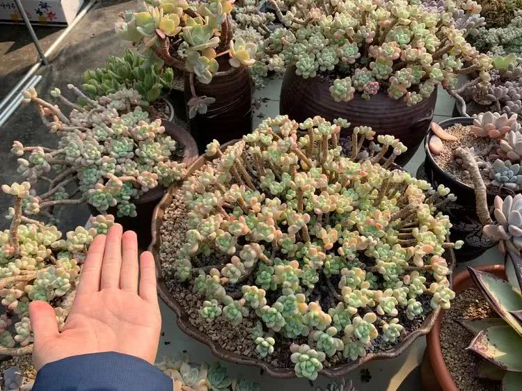 肉叔带你走遍韩国多肉大棚,记一次精彩的采摘之旅