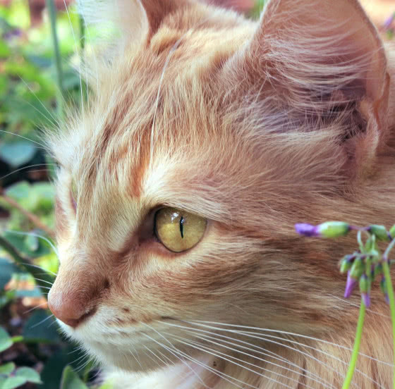 猫咪肉垫护理方法,猫咪的肉垫可以萌到什么程度