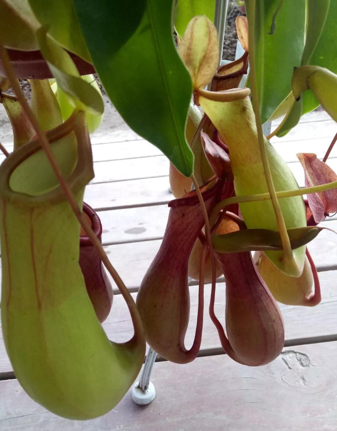 养哪一种吃虫子的花最合适,这4种花真省心养在家里不招虫