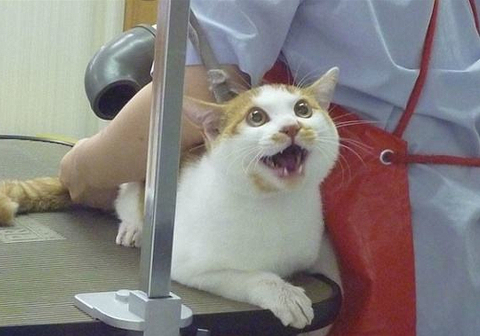 辟谣猫咪真的没有九条命,辟谣猫咪的六个谣言